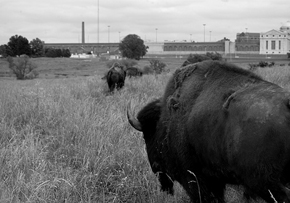 buffalo_leavenworth