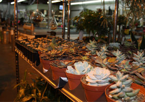 Succulents1