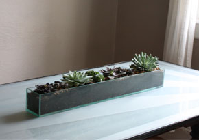 Succulents2