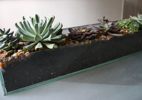 Succulents3