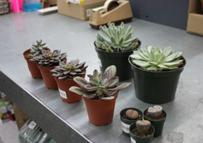 Succulents4
