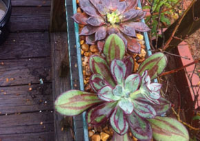 Succulents5
