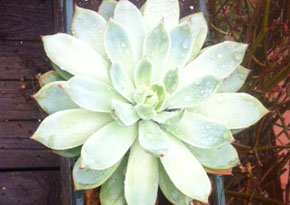 Succulents6