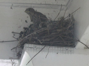 BabyBird